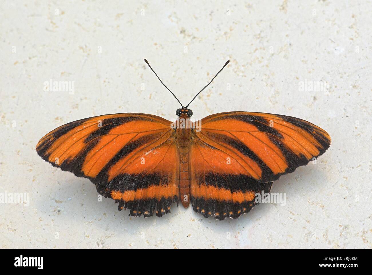Neoptera wing hi-res stock photography and images - Alamy