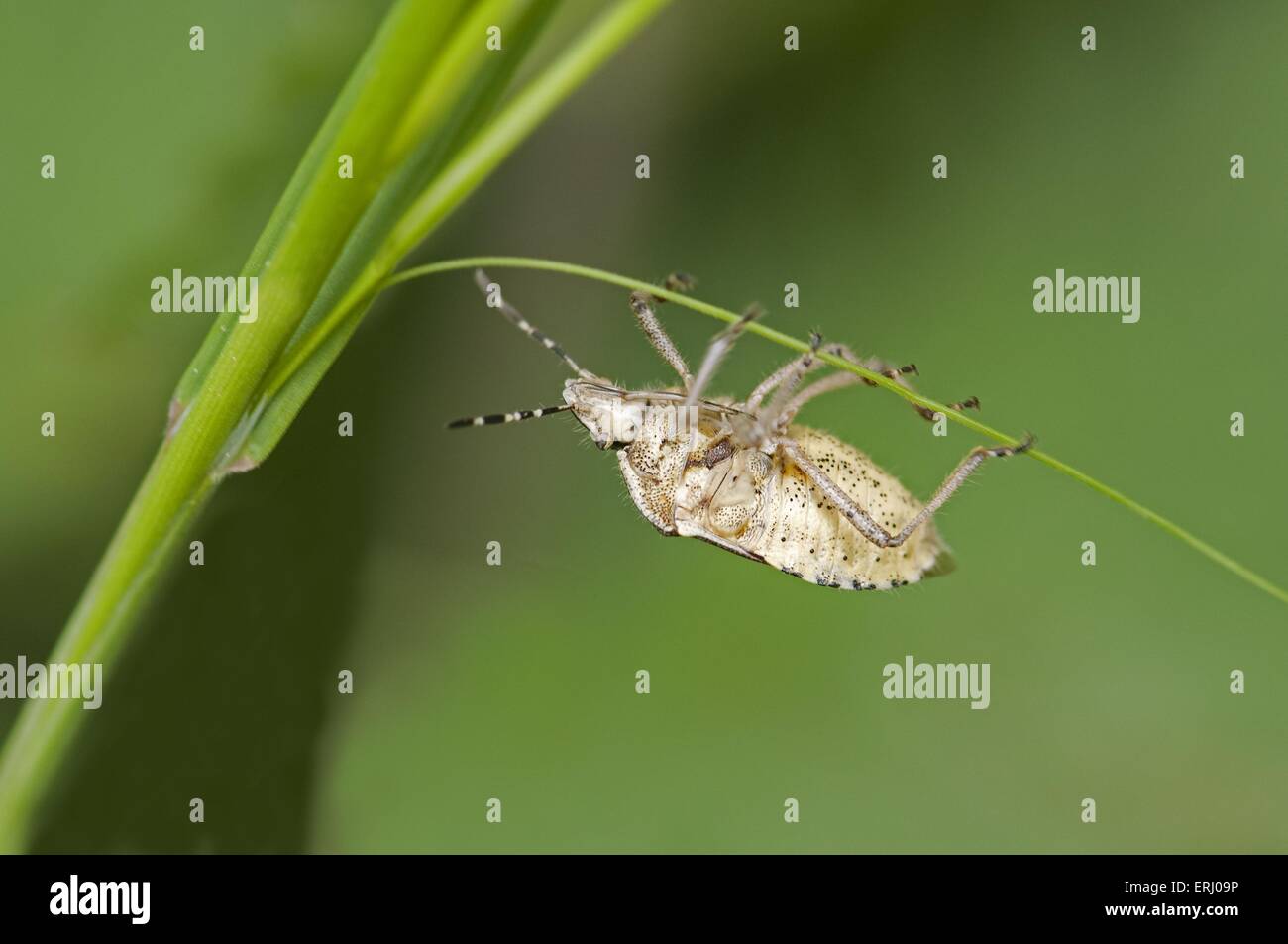 Bug behaviour hi-res stock photography and images - Alamy
