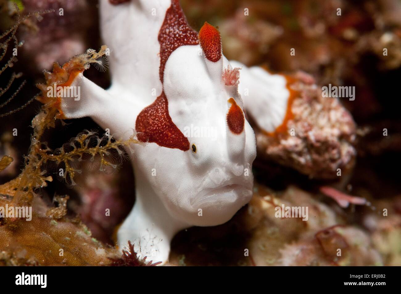 giant frogfish Stock Photo
