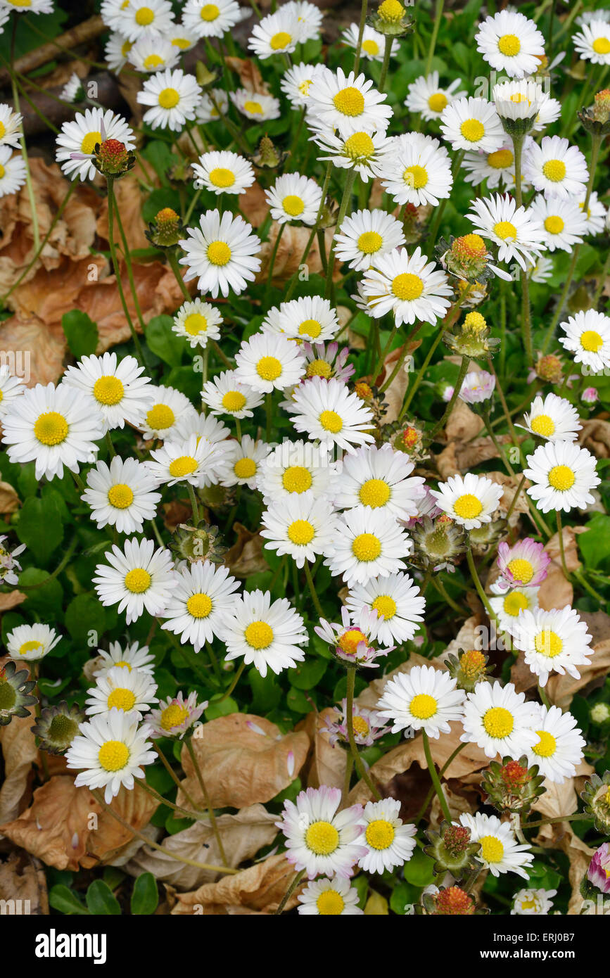 Daisy - Bellis perennis Mass of white flowers Stock Photo