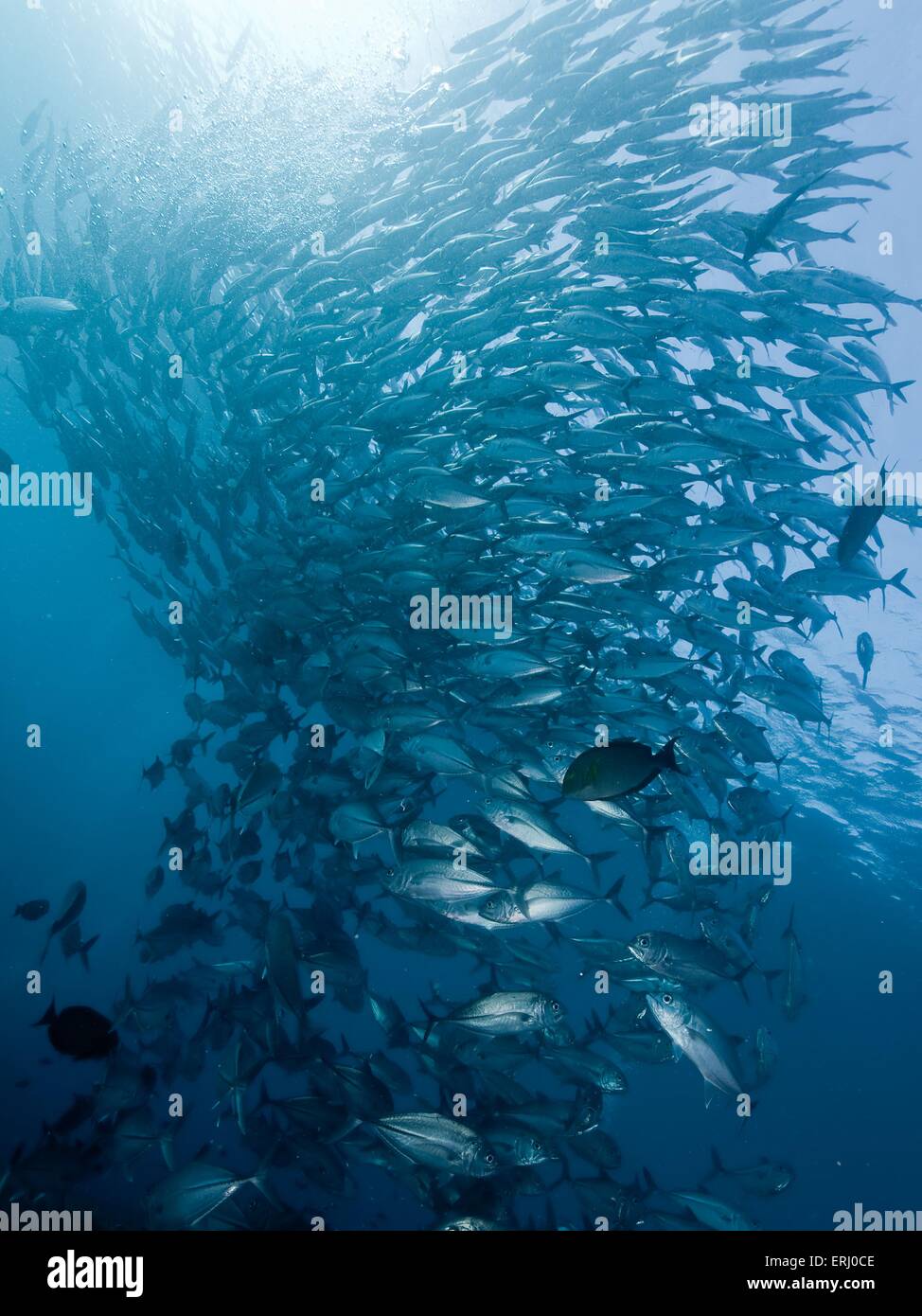 big eyed trevally Stock Photo