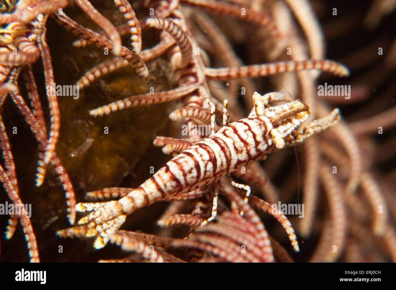feather star shrimp Stock Photo