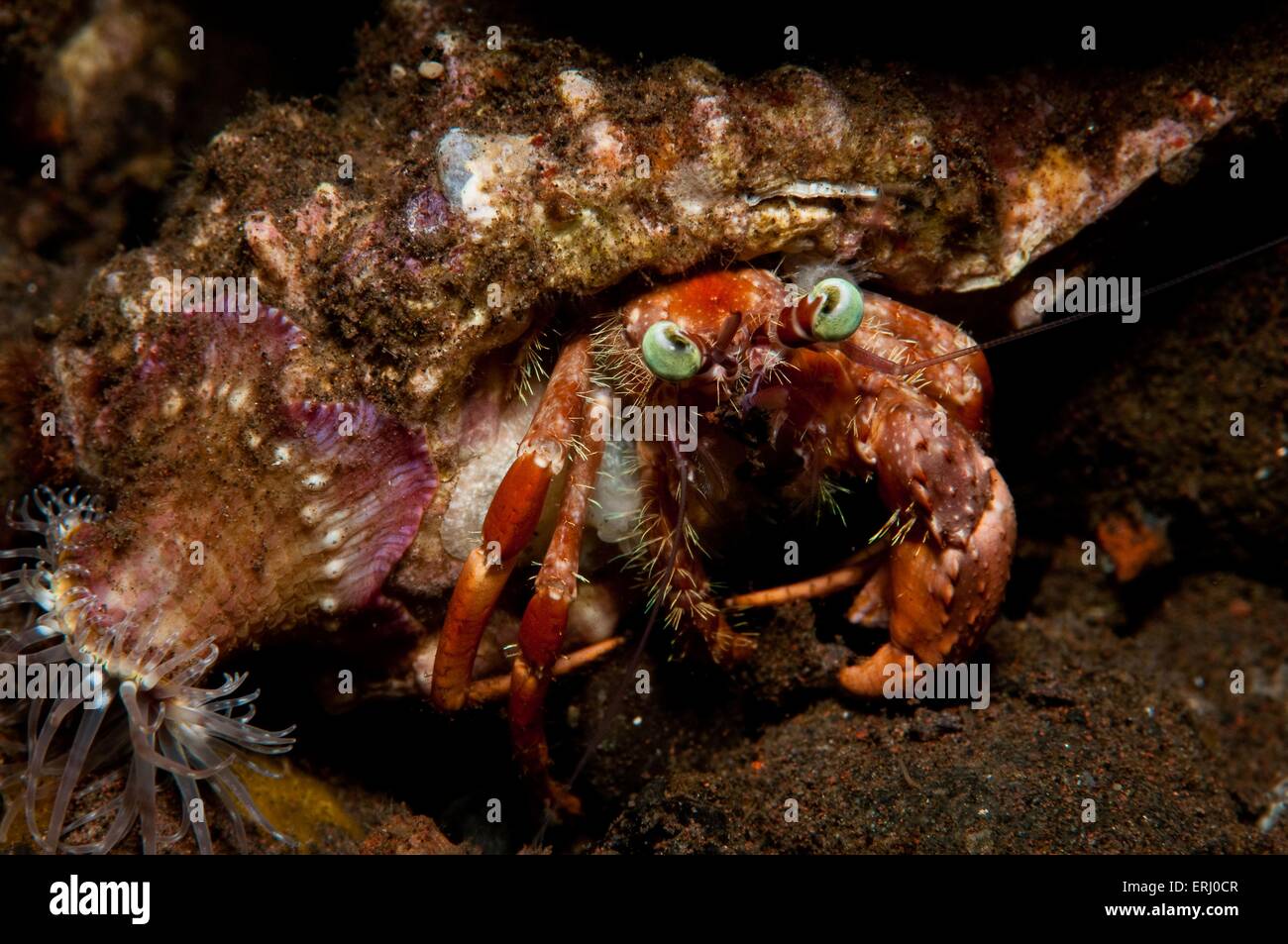 anemone hermit crab Stock Photo - Alamy