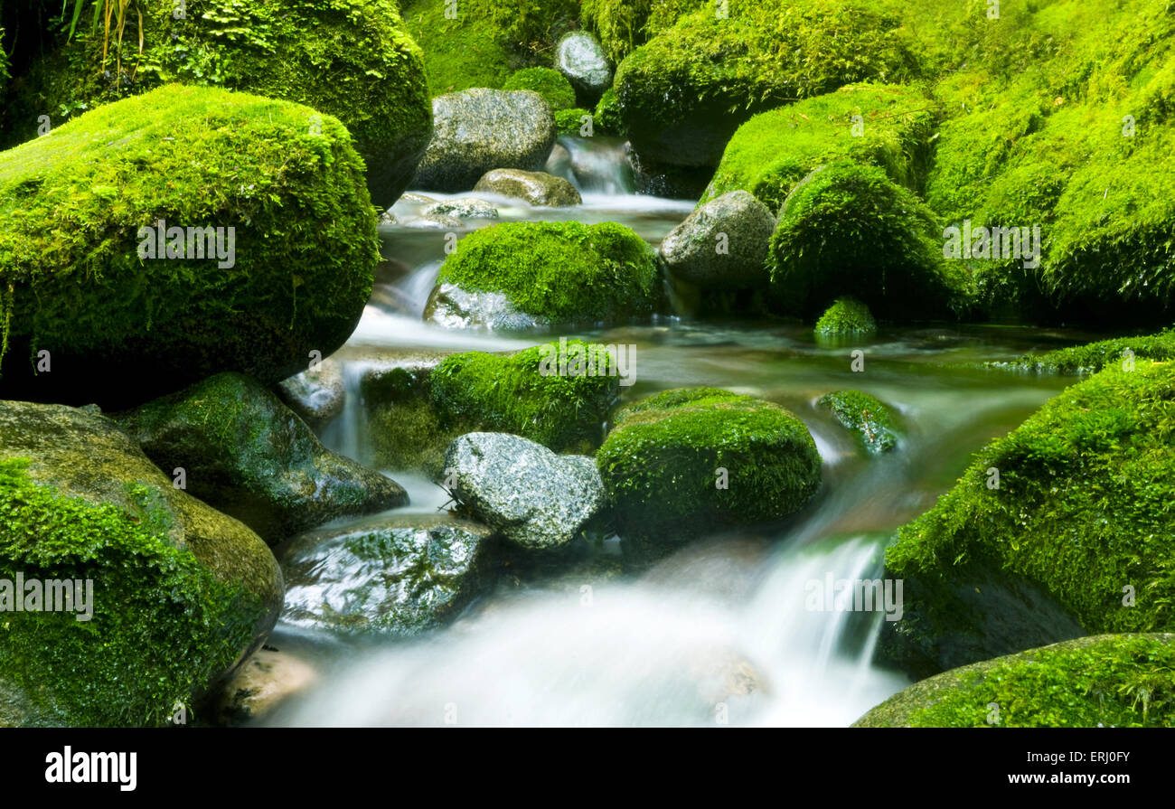 Peacefull Nature Stream New Zealand Stock Photo Alamy