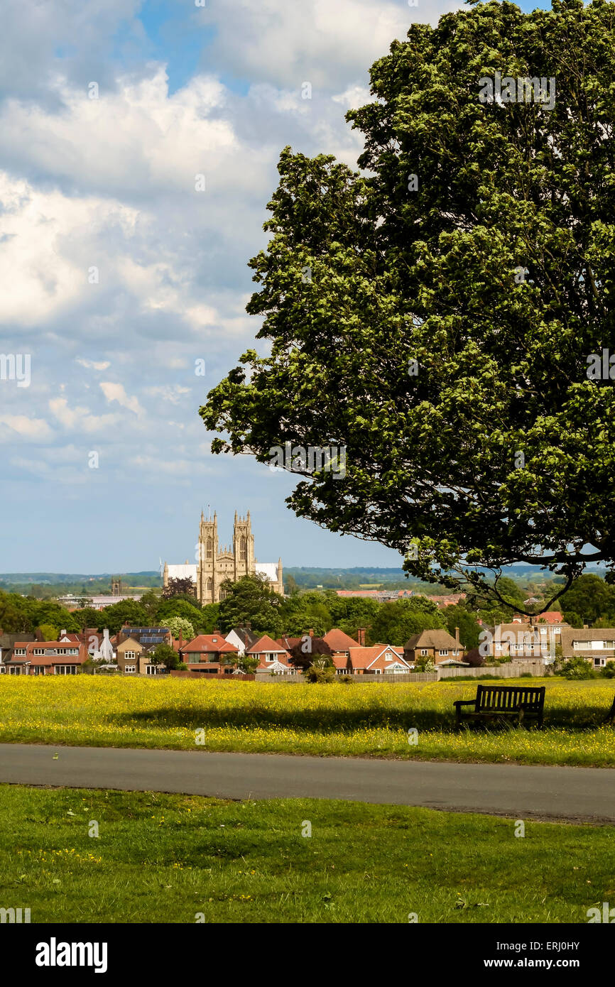 Beverley town & the Minster seem from the Westwood with buttercups in bloom. Stock Photo