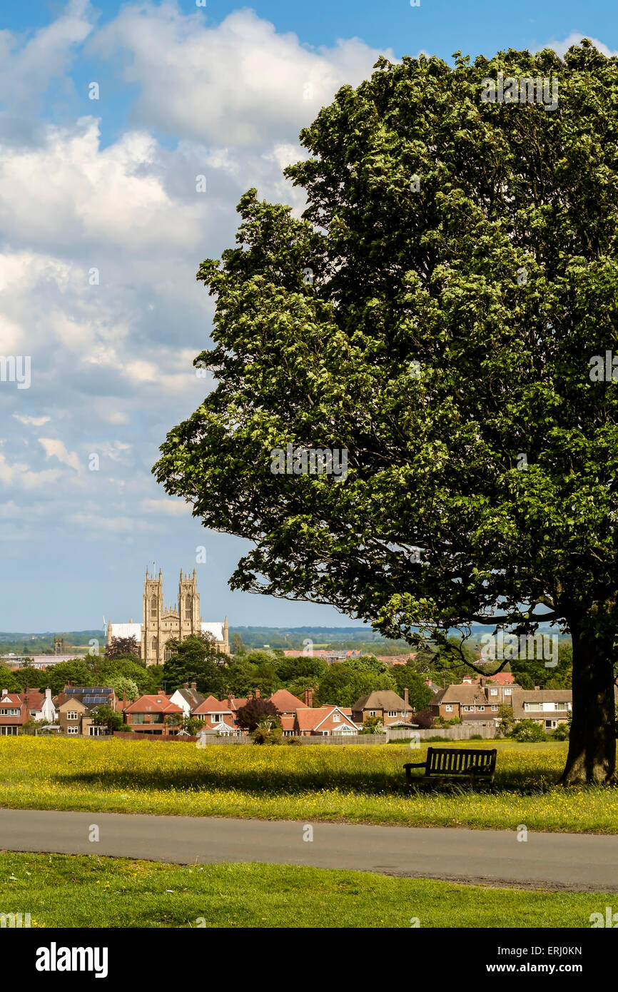Beverley town & the Minster seem from the Westwood with buttercups in bloom. Stock Photo