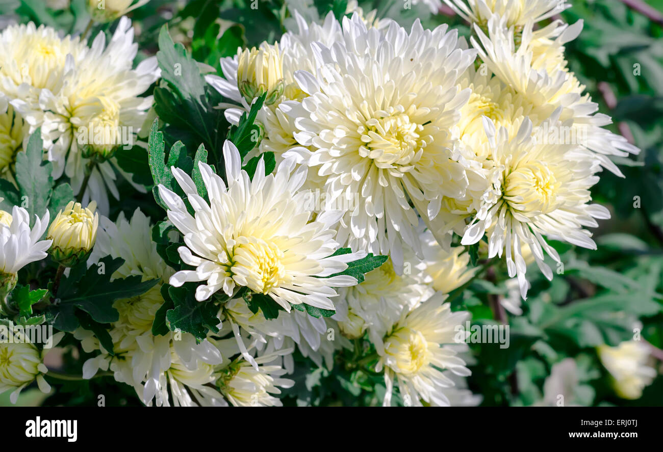 Chrysanthemum flower bed hi-res stock photography and images - Alamy