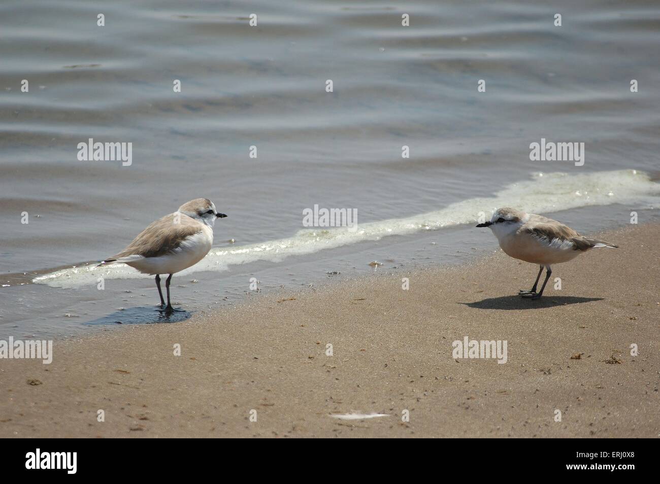 White-fronted Sand Plover Stock Photo