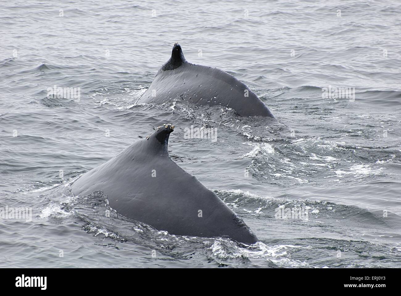 Adult humpback whales megaptera hi-res stock photography and images - Alamy