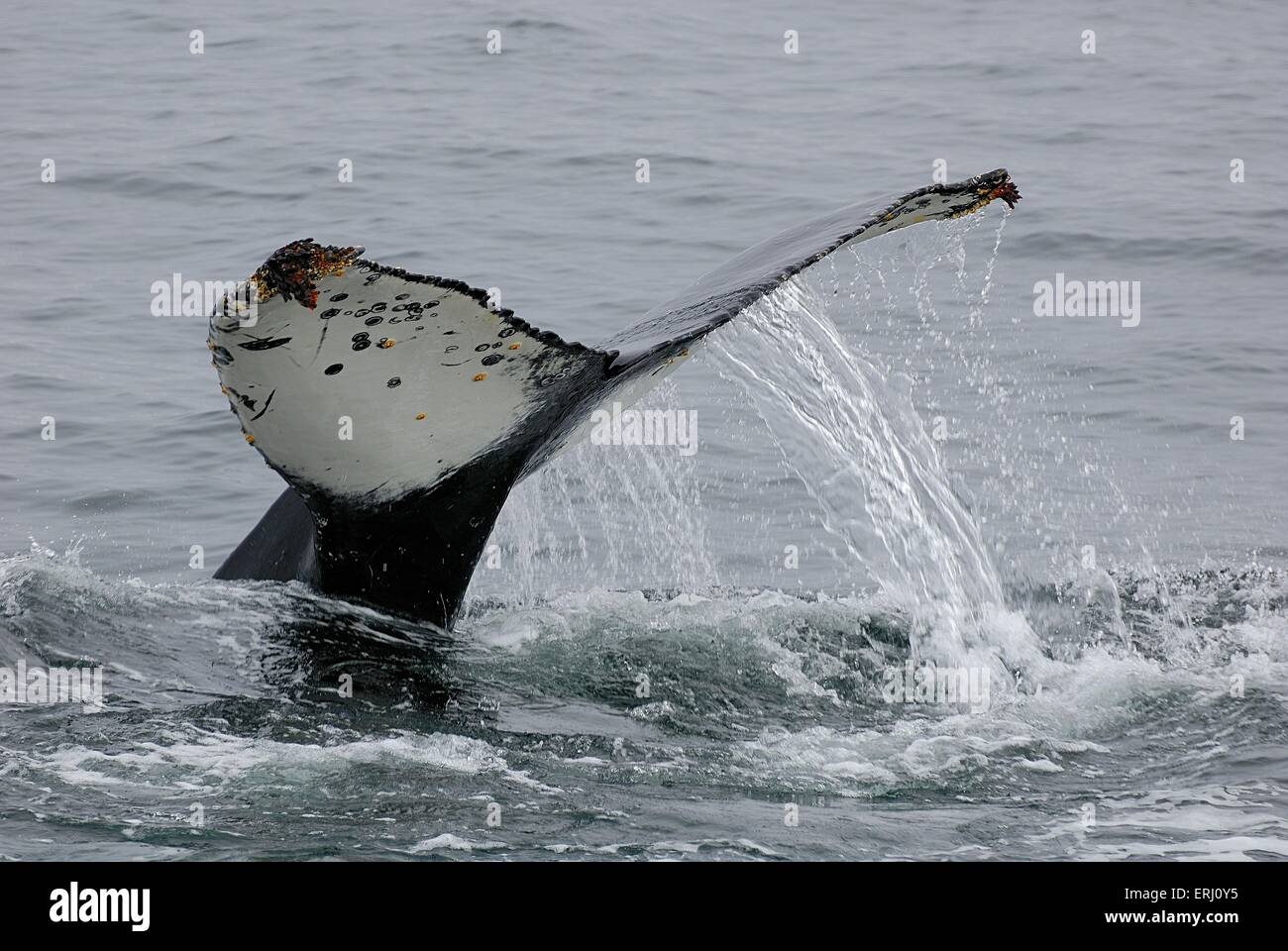 Humpback whale fluke hi-res stock photography and images - Alamy