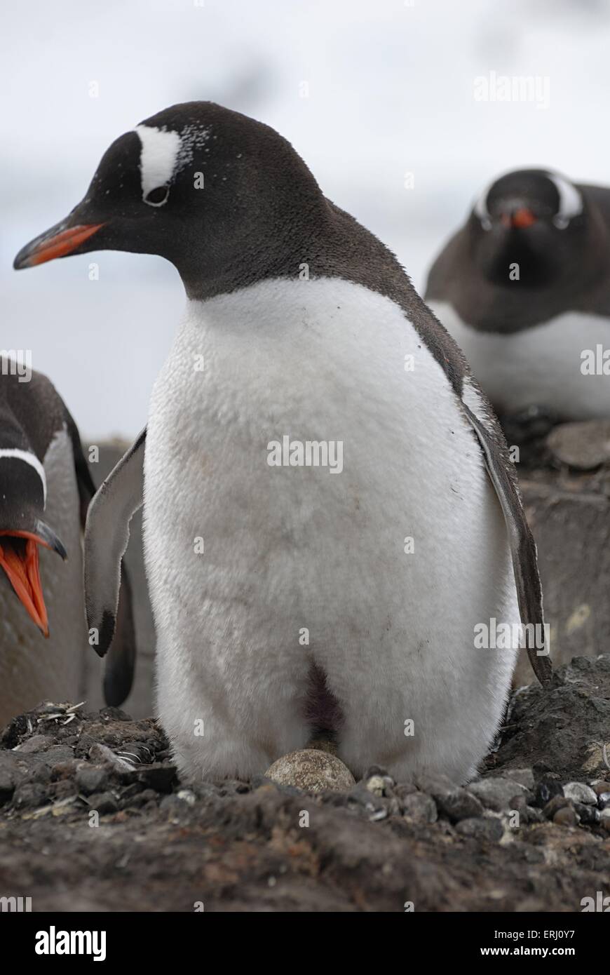 gentoo penguin with egg Stock Photo