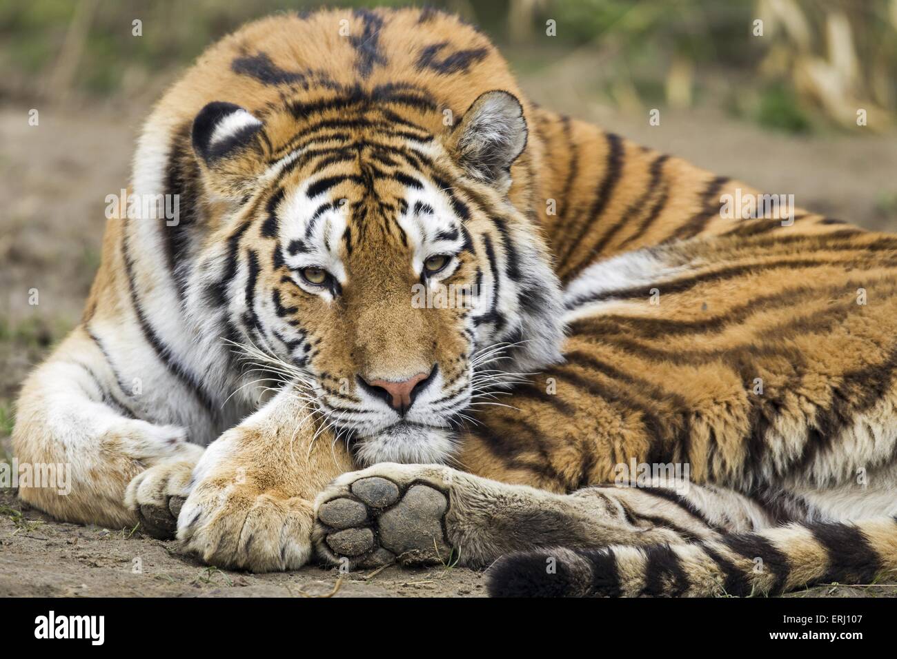 Tiger eye contact zoo hi-res stock photography and images - Alamy