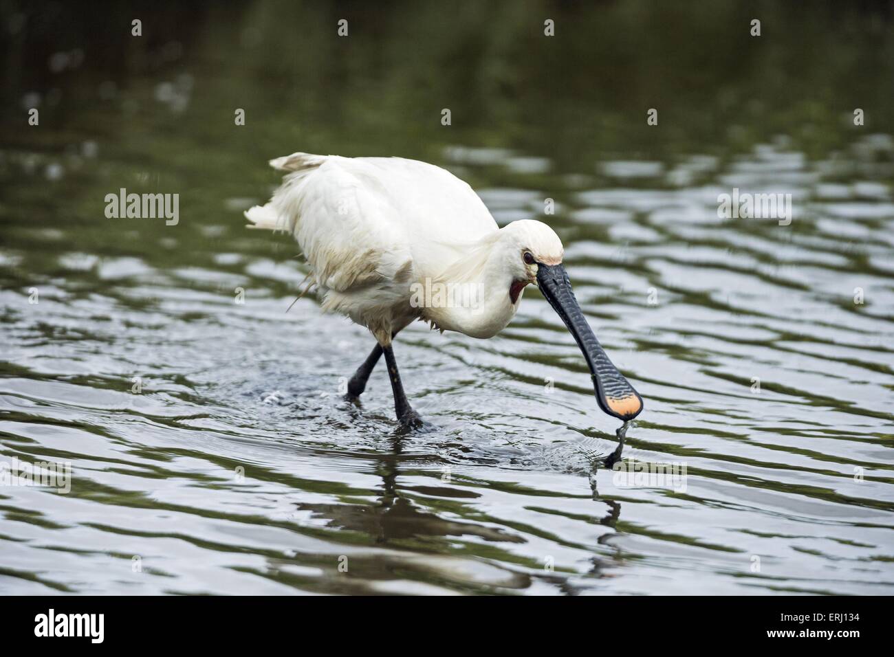 Adult common spoonbill platalea hi-res stock photography and images - Alamy