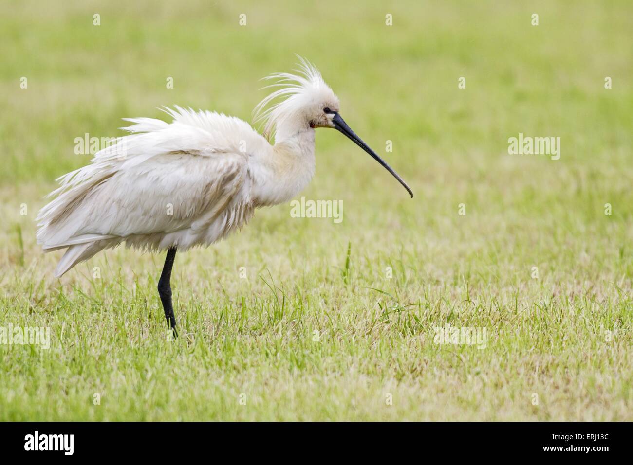 Adult common spoonbill platalea hi-res stock photography and images - Alamy