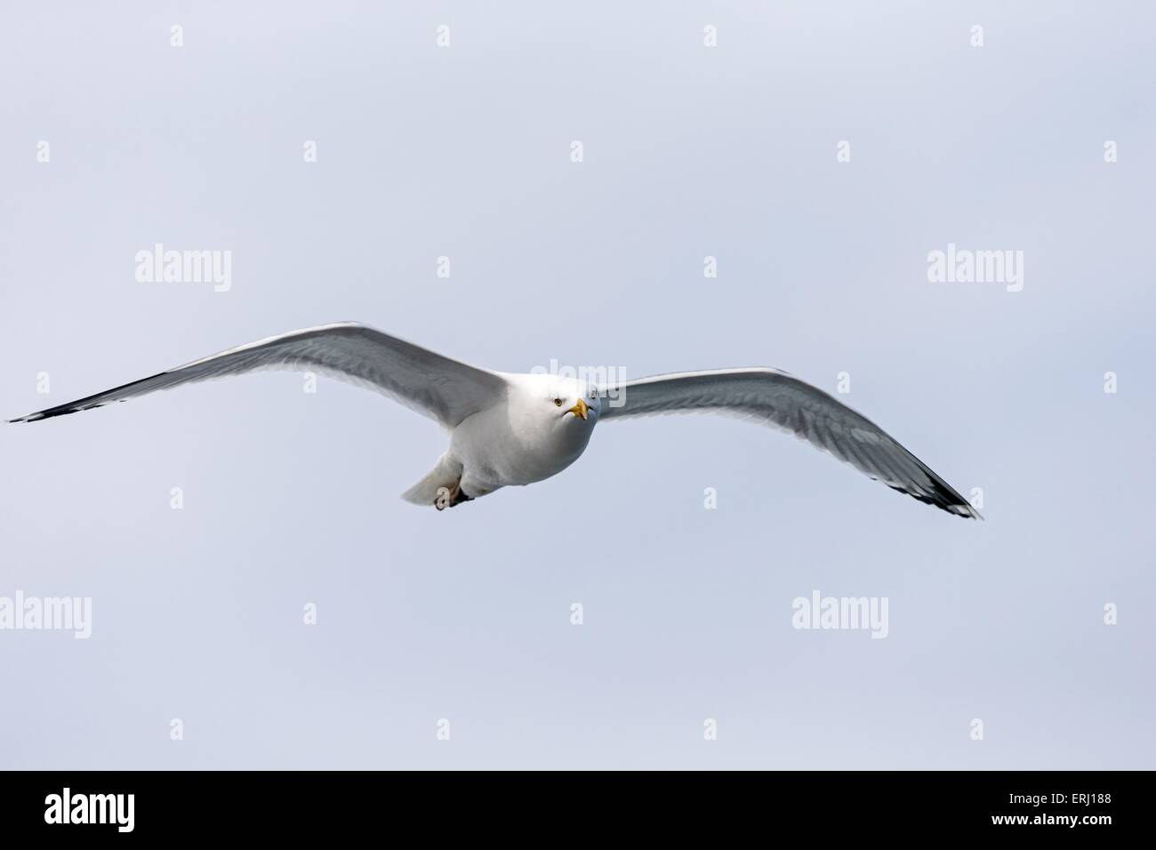Herring gull eye contact hires stock photography and images Alamy