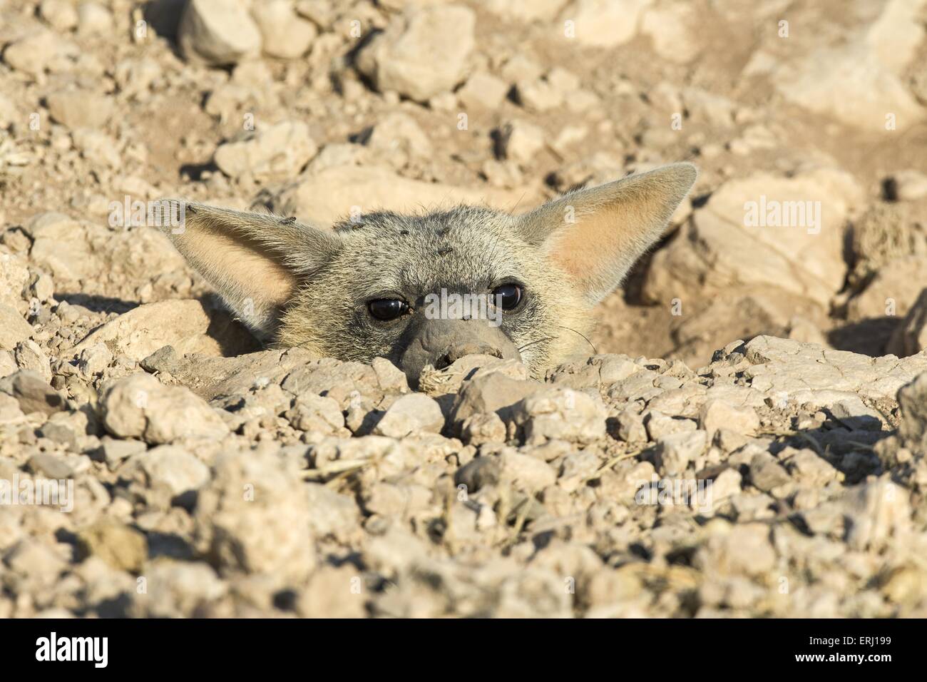 aardwolf Stock Photo - Alamy