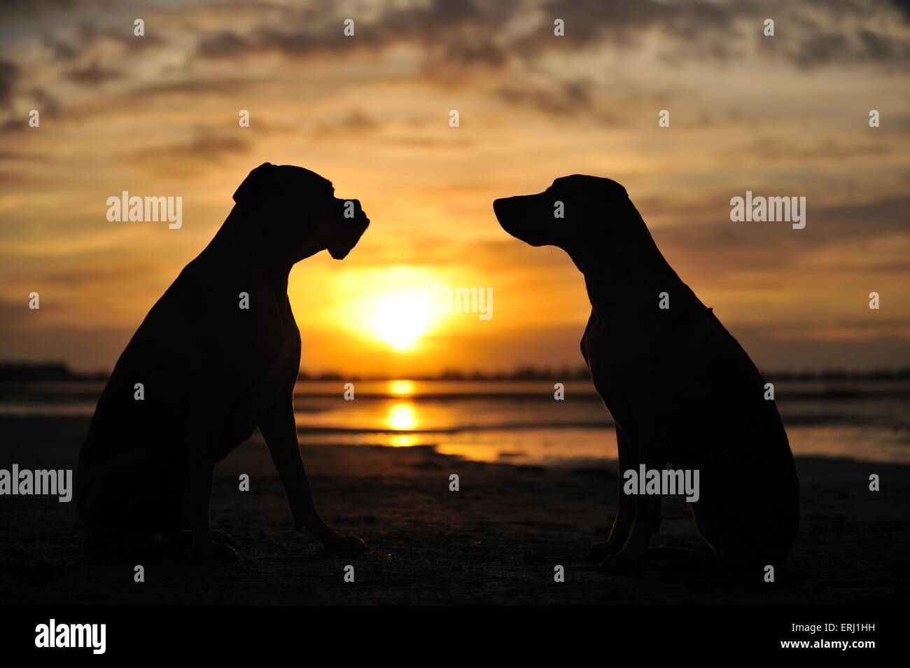 Rhodesian Ridgeback Silhouette High Resolution Stock Photography and ...