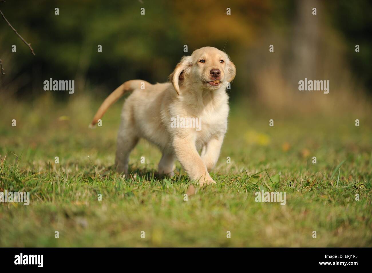 Flat Coated Retriever Puppy Stock Photo - Alamy