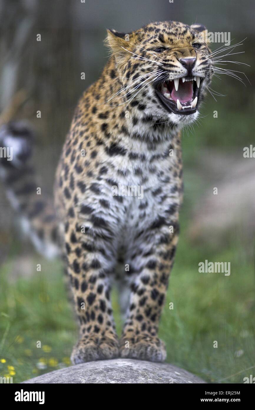 chinese leopard Stock Photo