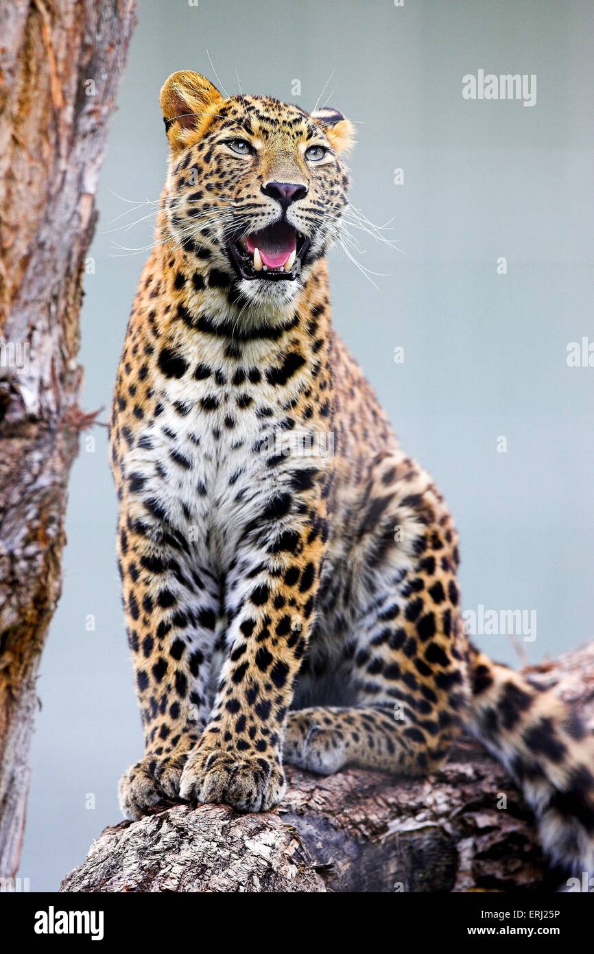 chinese leopard Stock Photo Alamy
