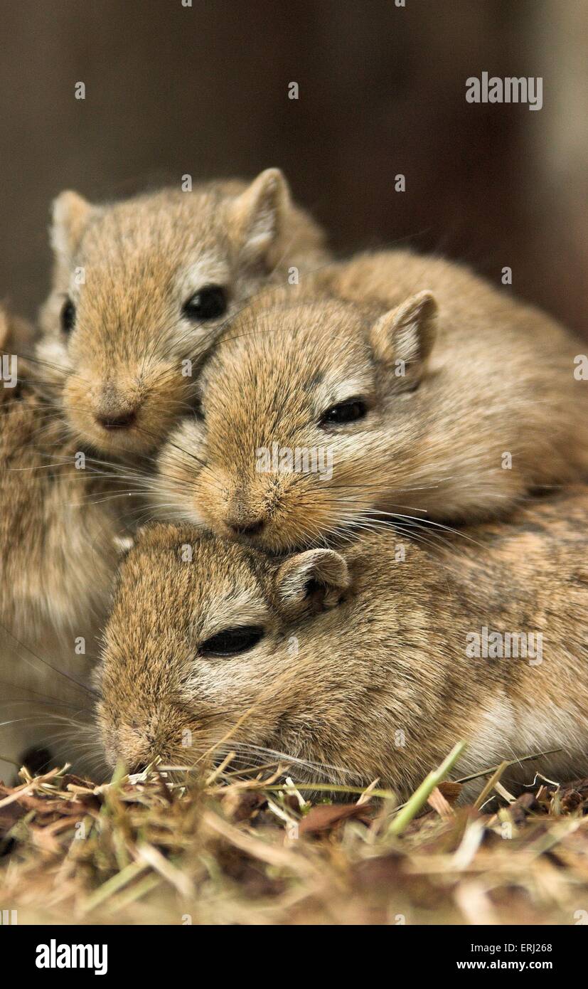 Mongolian gerbil Stock Photo