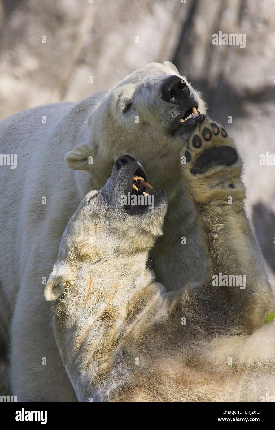 Polar bear play hi-res stock photography and images - Alamy