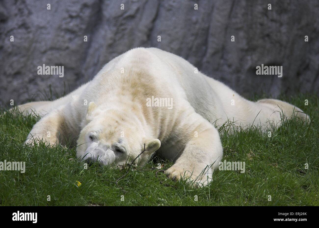 Sleeping polar bears hi-res stock photography and images - Alamy