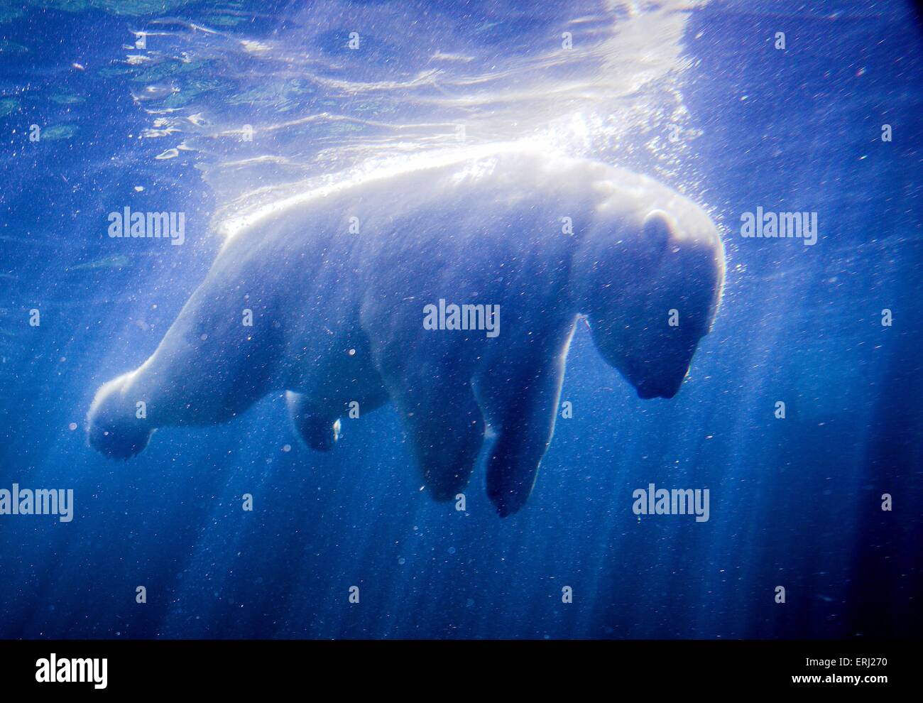 polar bear Stock Photo