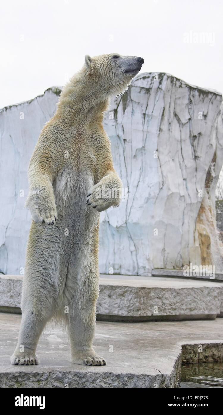 Polar bear hind legs hi-res stock photography and images - Alamy