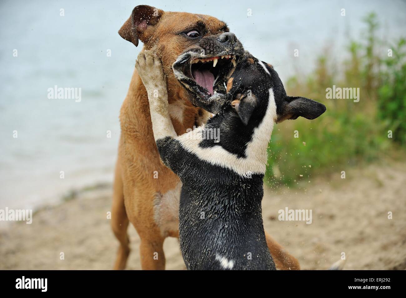 Are Boxers Dog Aggressive