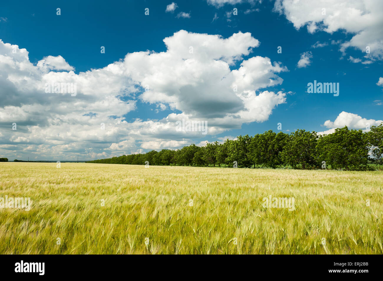 Sunny wheat field and blue sky Stock Photo - Alamy