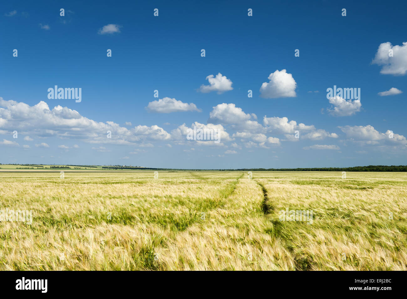 Sunny yellow wheat field and blue sky Stock Photo - Alamy