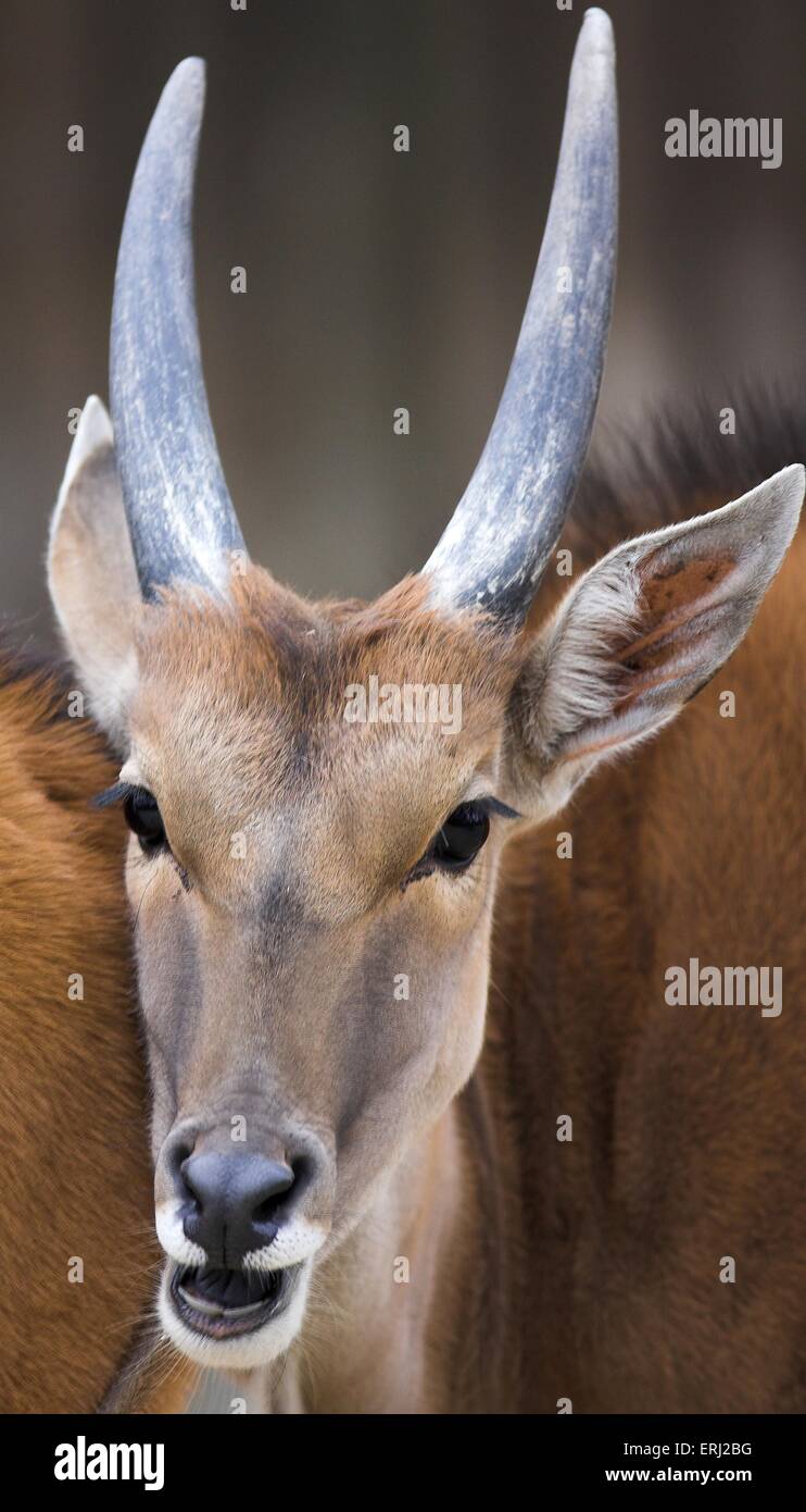 common eland Stock Photo