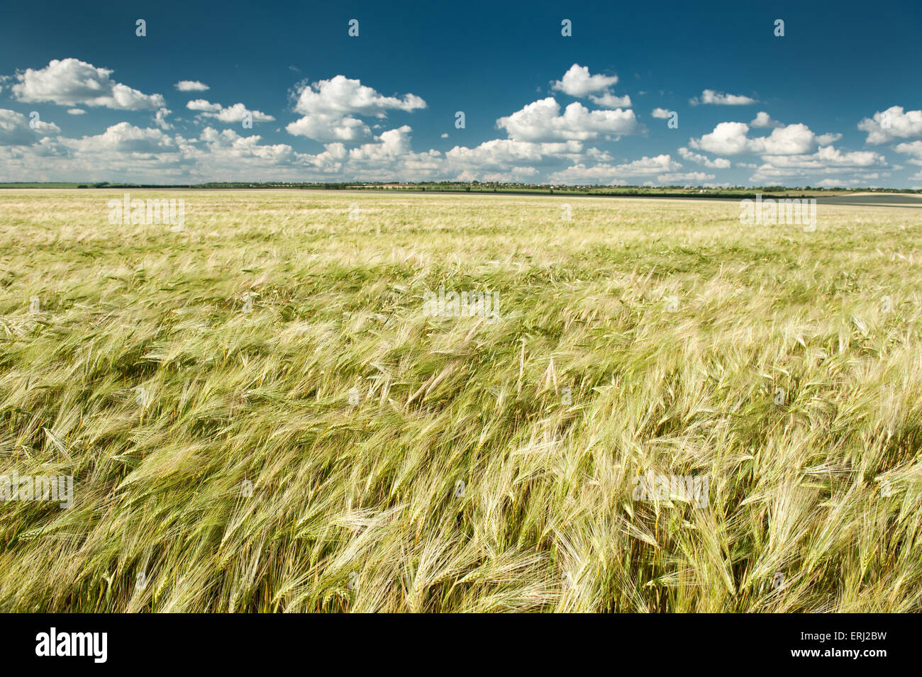 wheaten field summer landscape Stock Photo