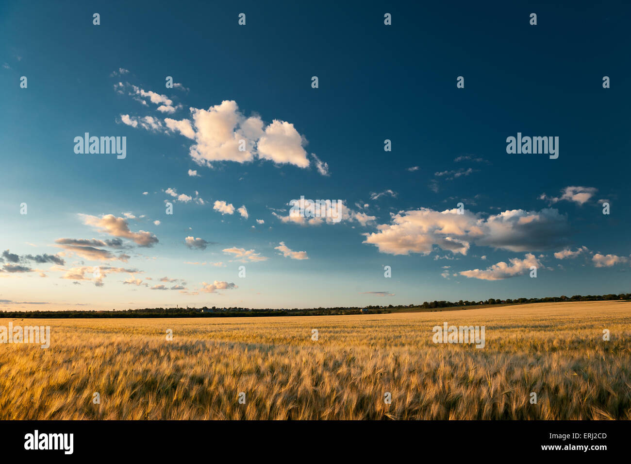 sunset in wheaten field. summer landscape Stock Photo