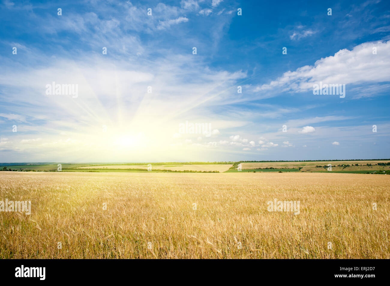 Sunny yellow wheat field and blue sky Stock Photo - Alamy