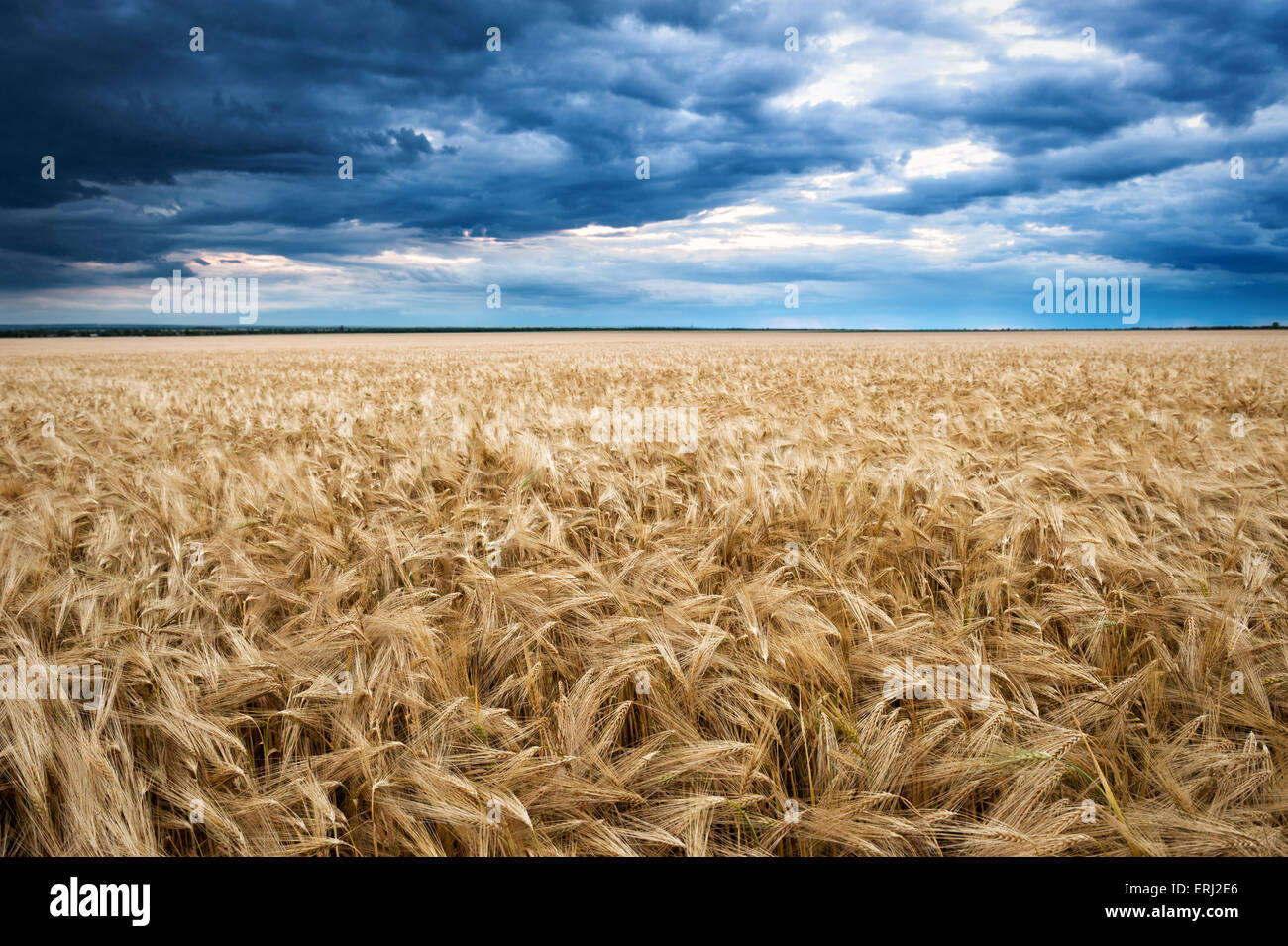 dramatic sky on wheaten field Stock Photo