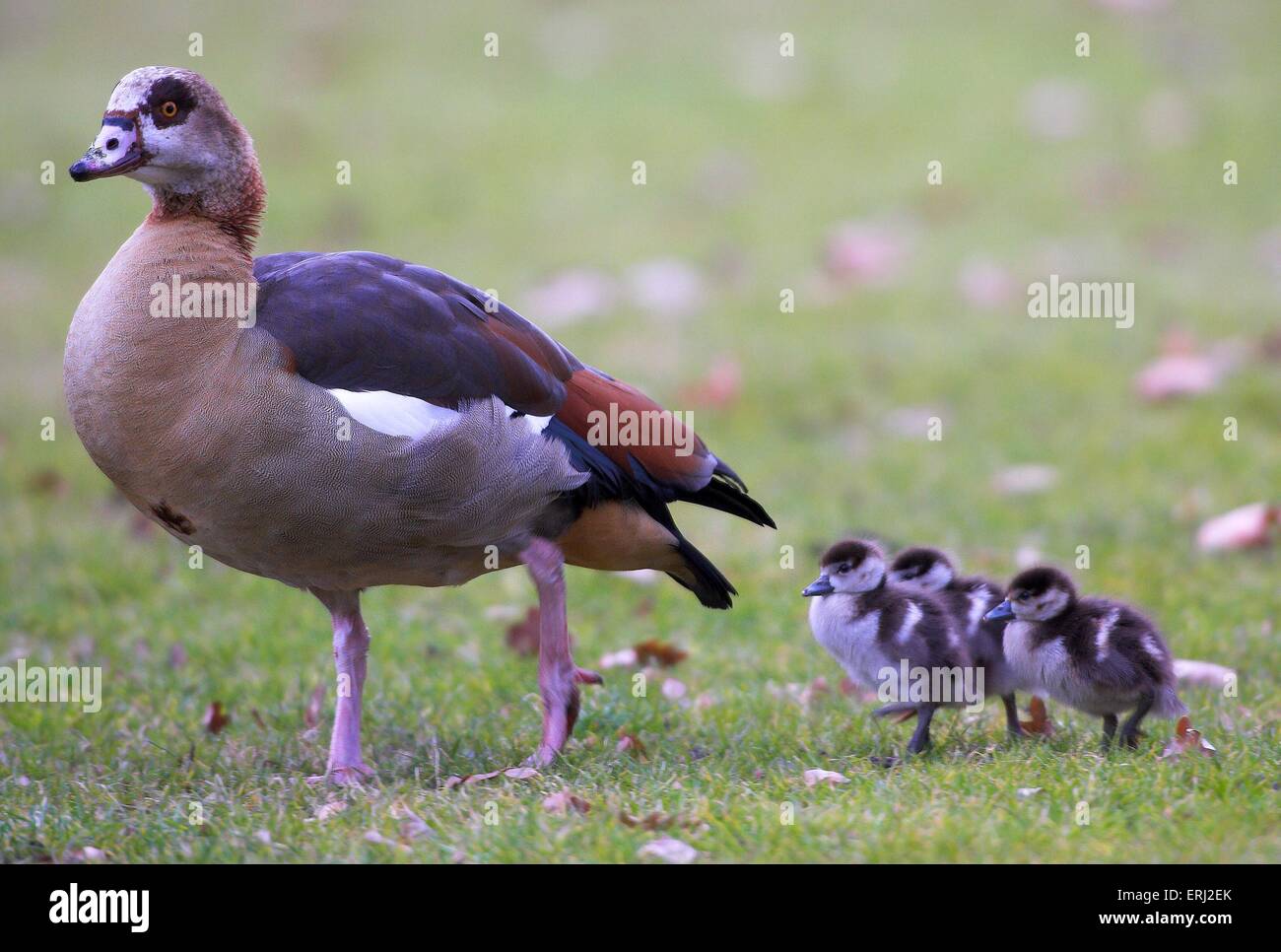 Egyptian geese hires stock photography and images Alamy