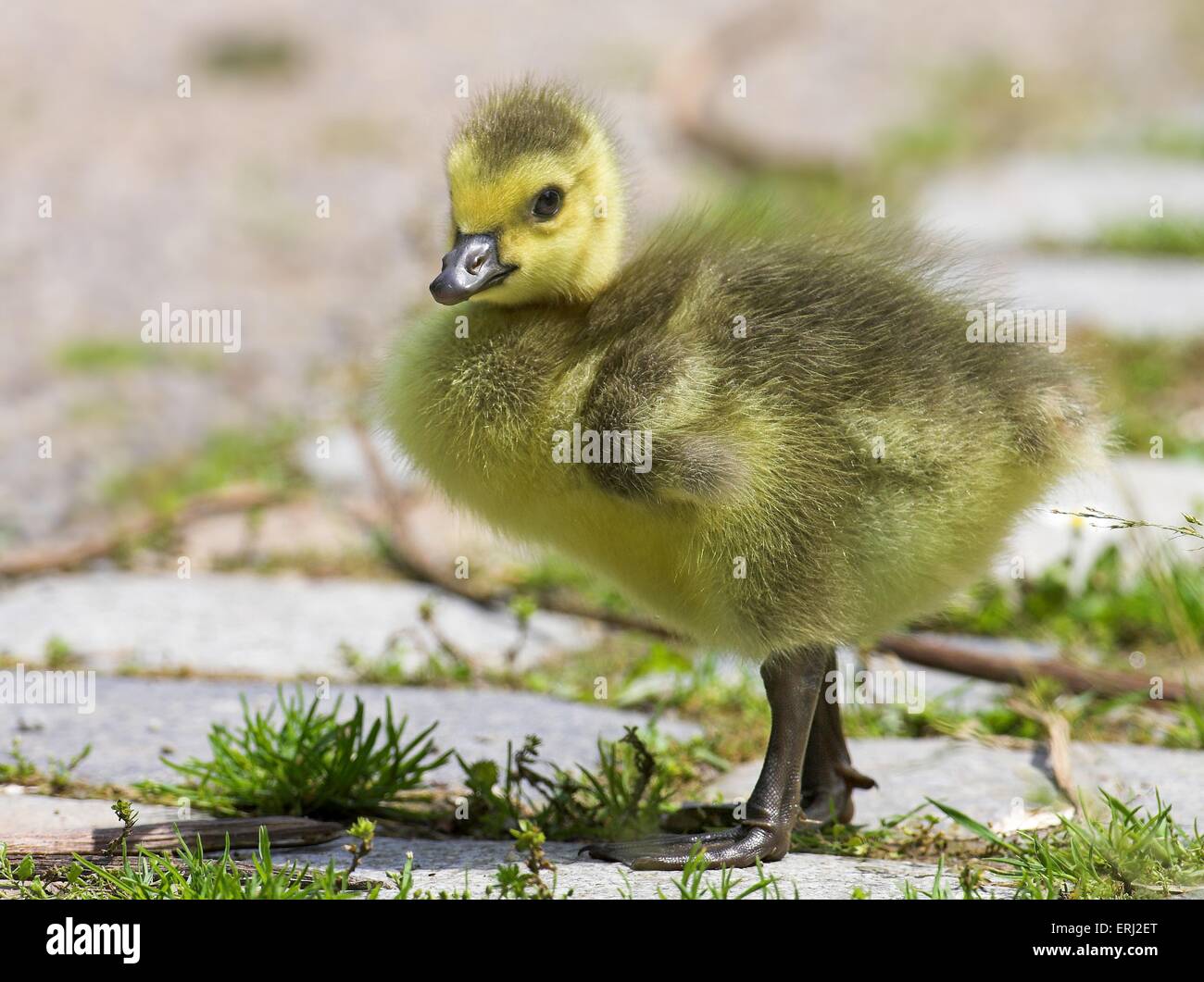 fledgling Stock Photo