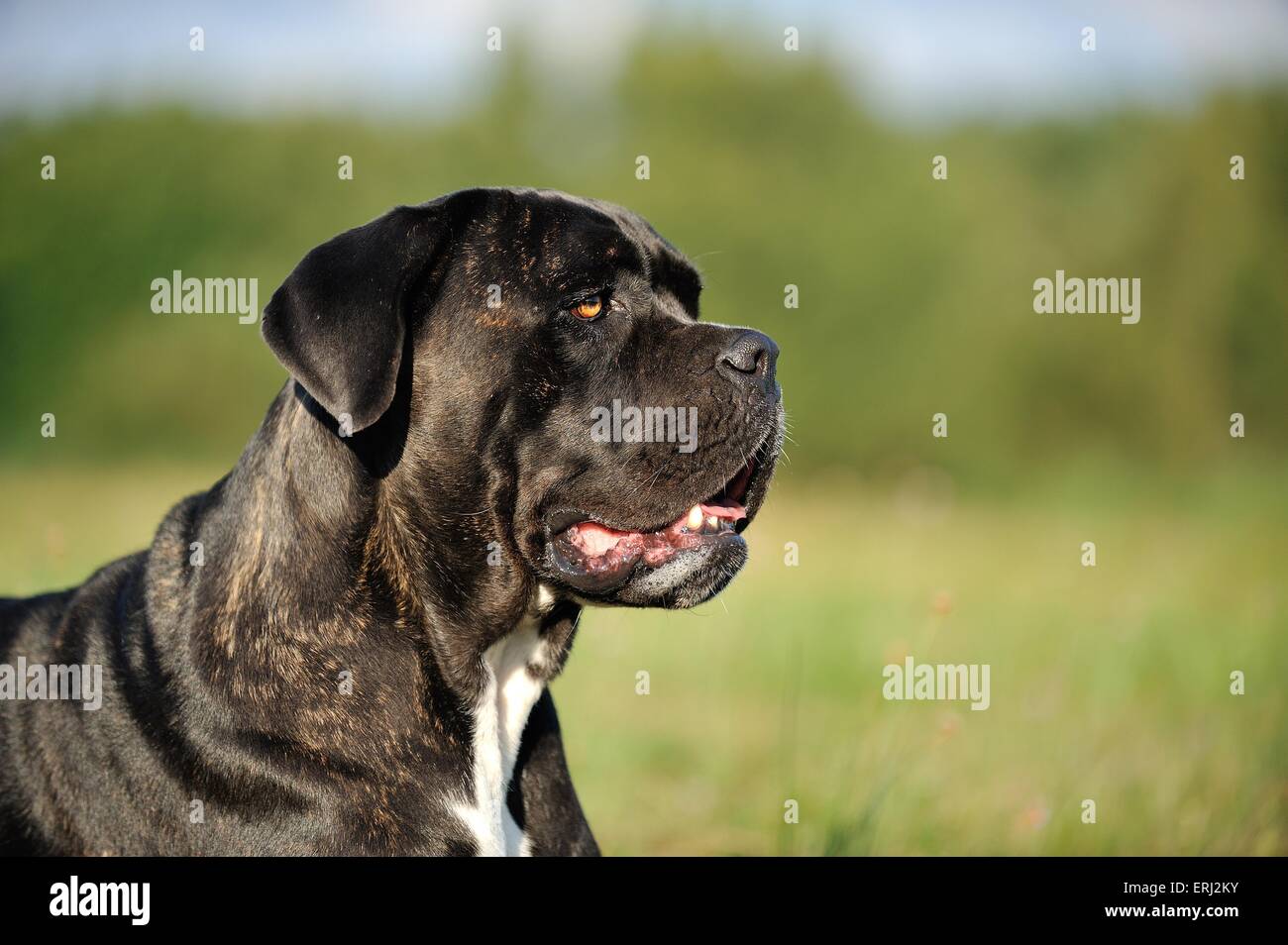 Cane corso tongue hires stock photography and images Alamy