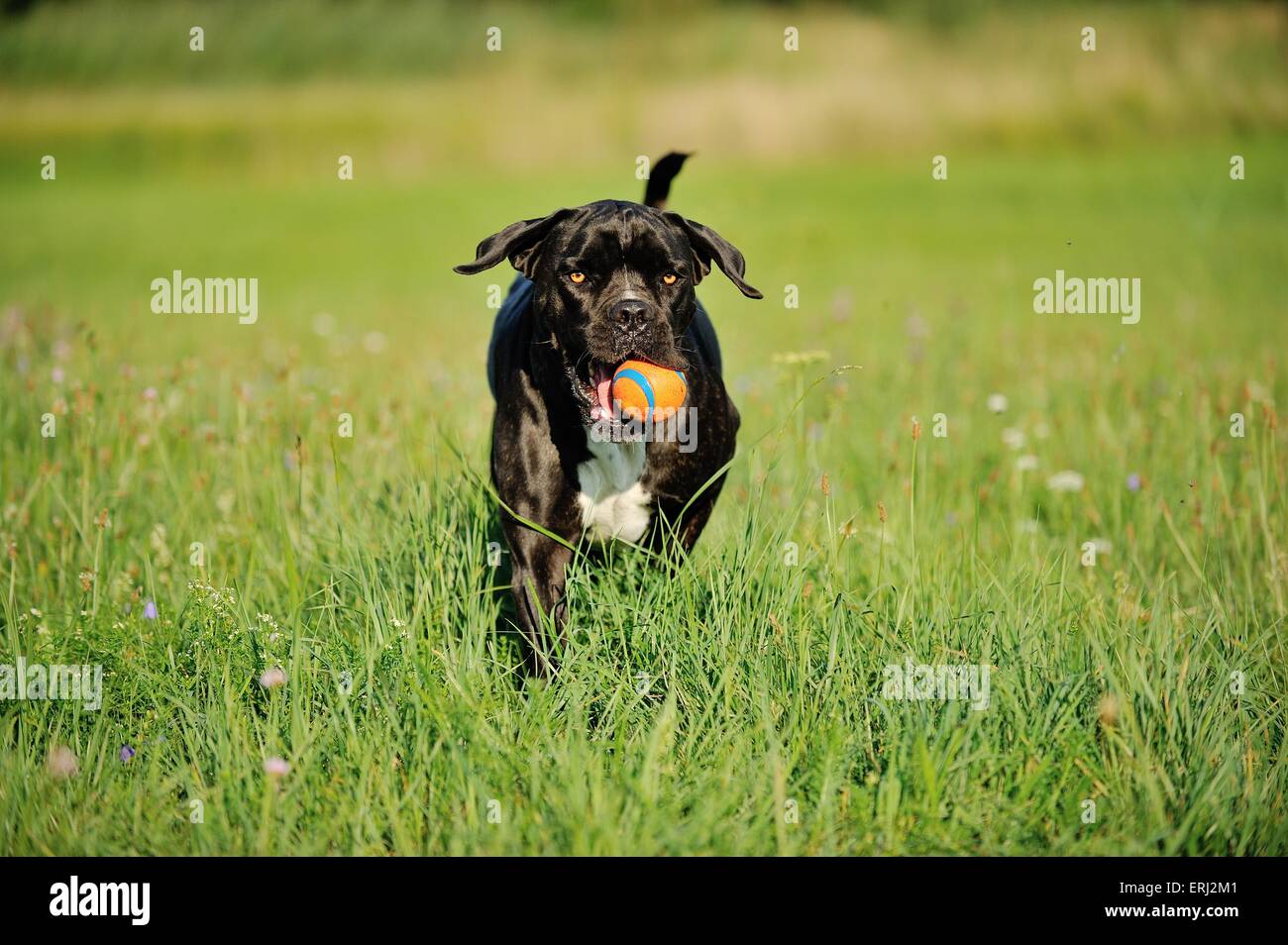 playing Cane Corso Stock Photo Alamy