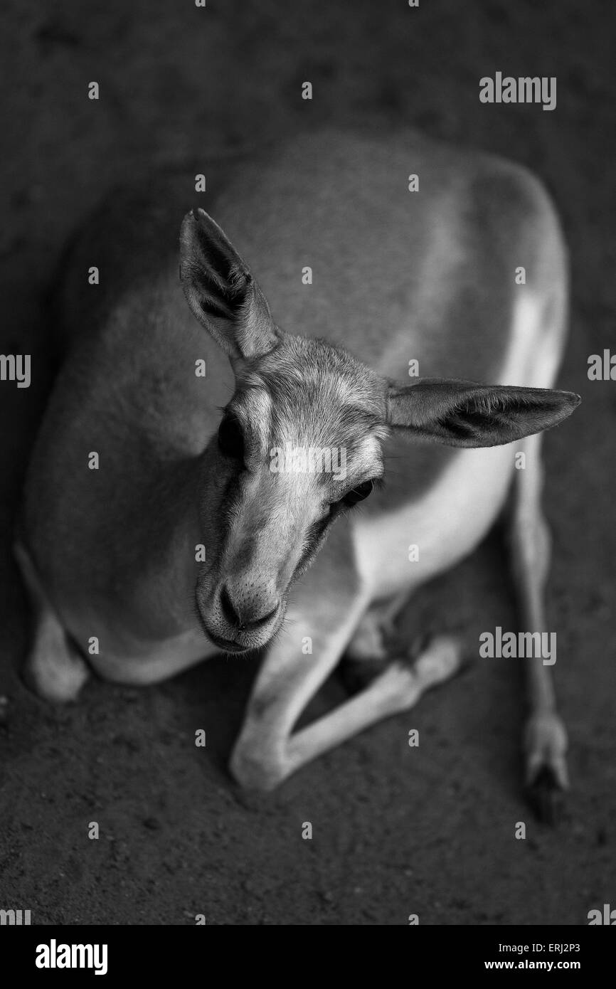 The black gazelle hi-res stock photography and images - Alamy