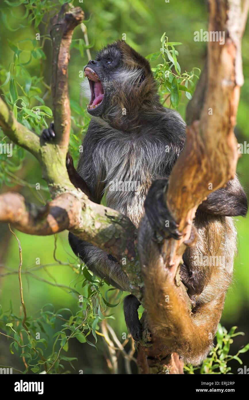 roaring spider monkey Stock Photo