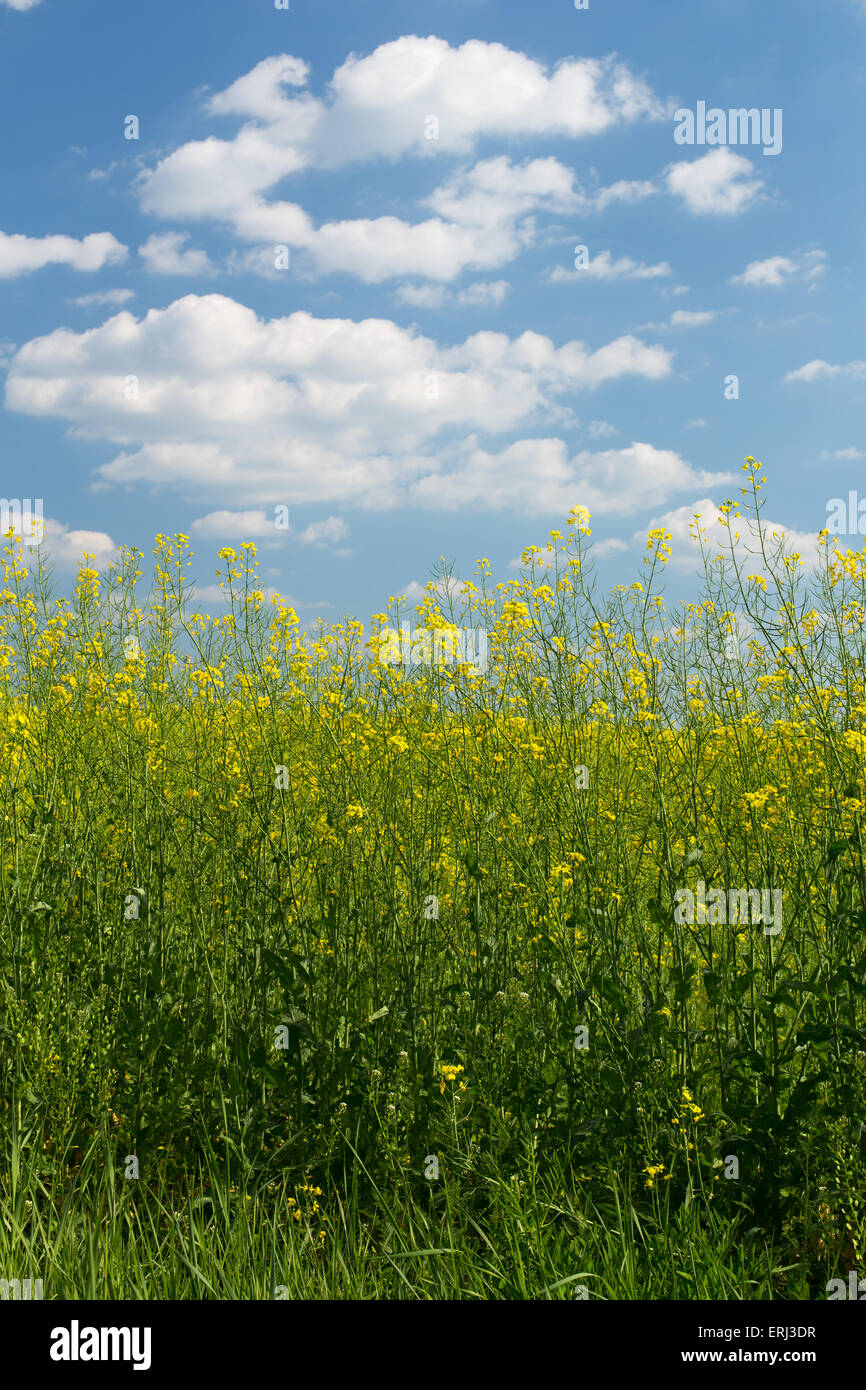 Rape field under blue cloudy sky Stock Photo - Alamy