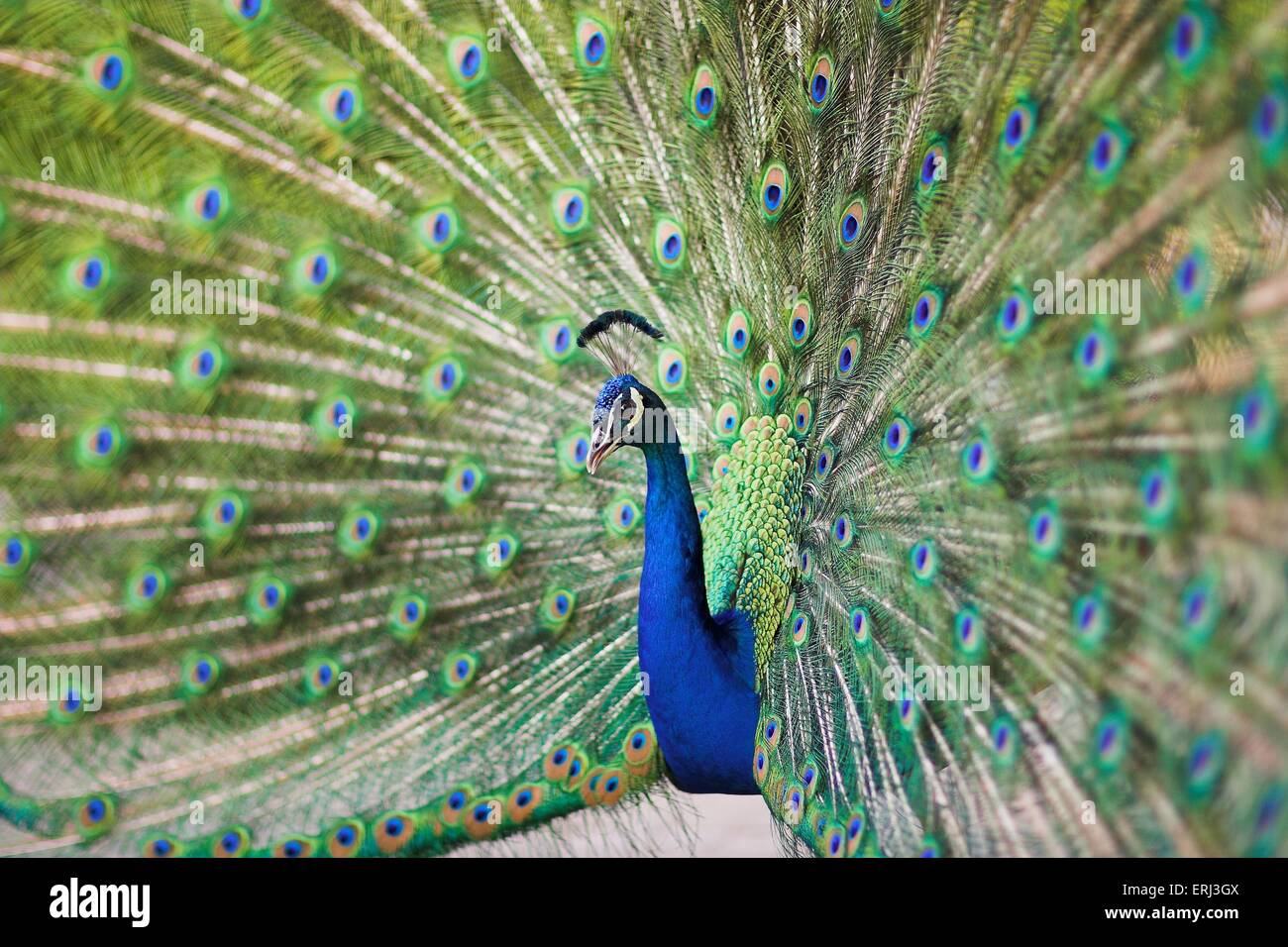 blue peafowl Stock Photo