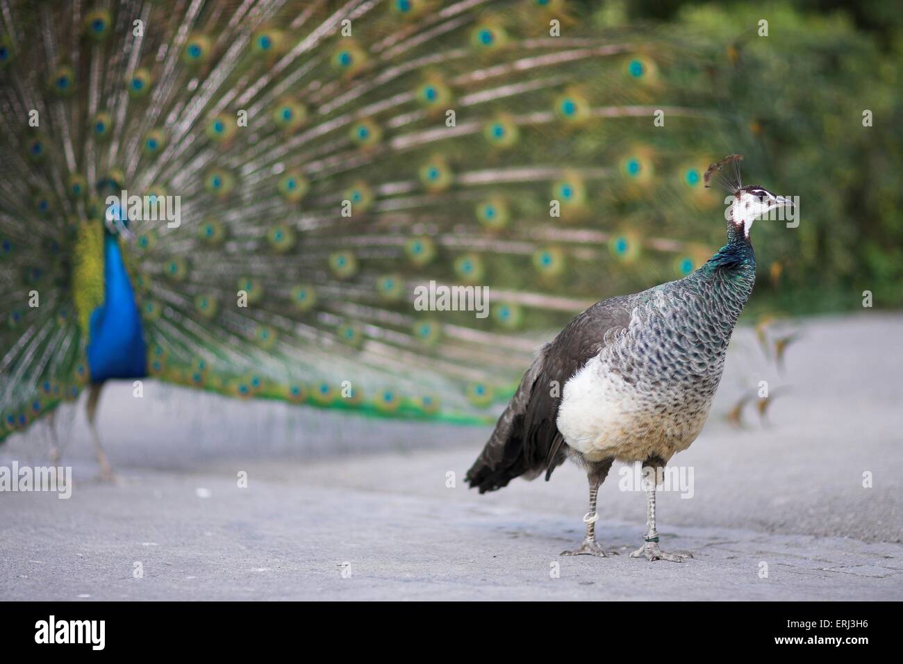 blue peafowl Stock Photo