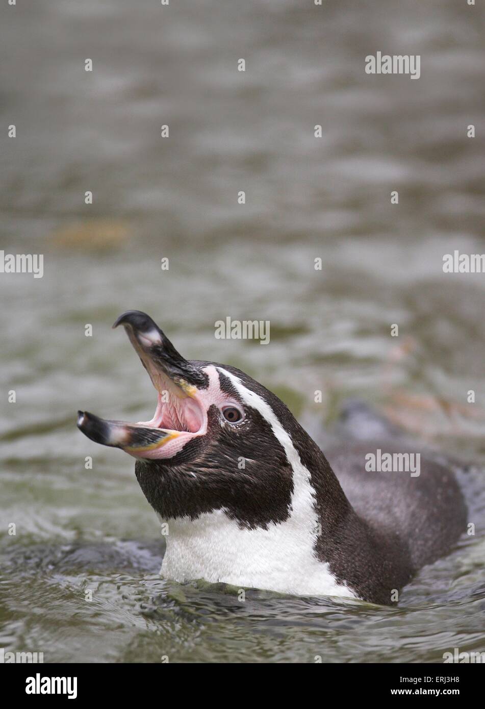 penguins perform the courtship display Stock Photo