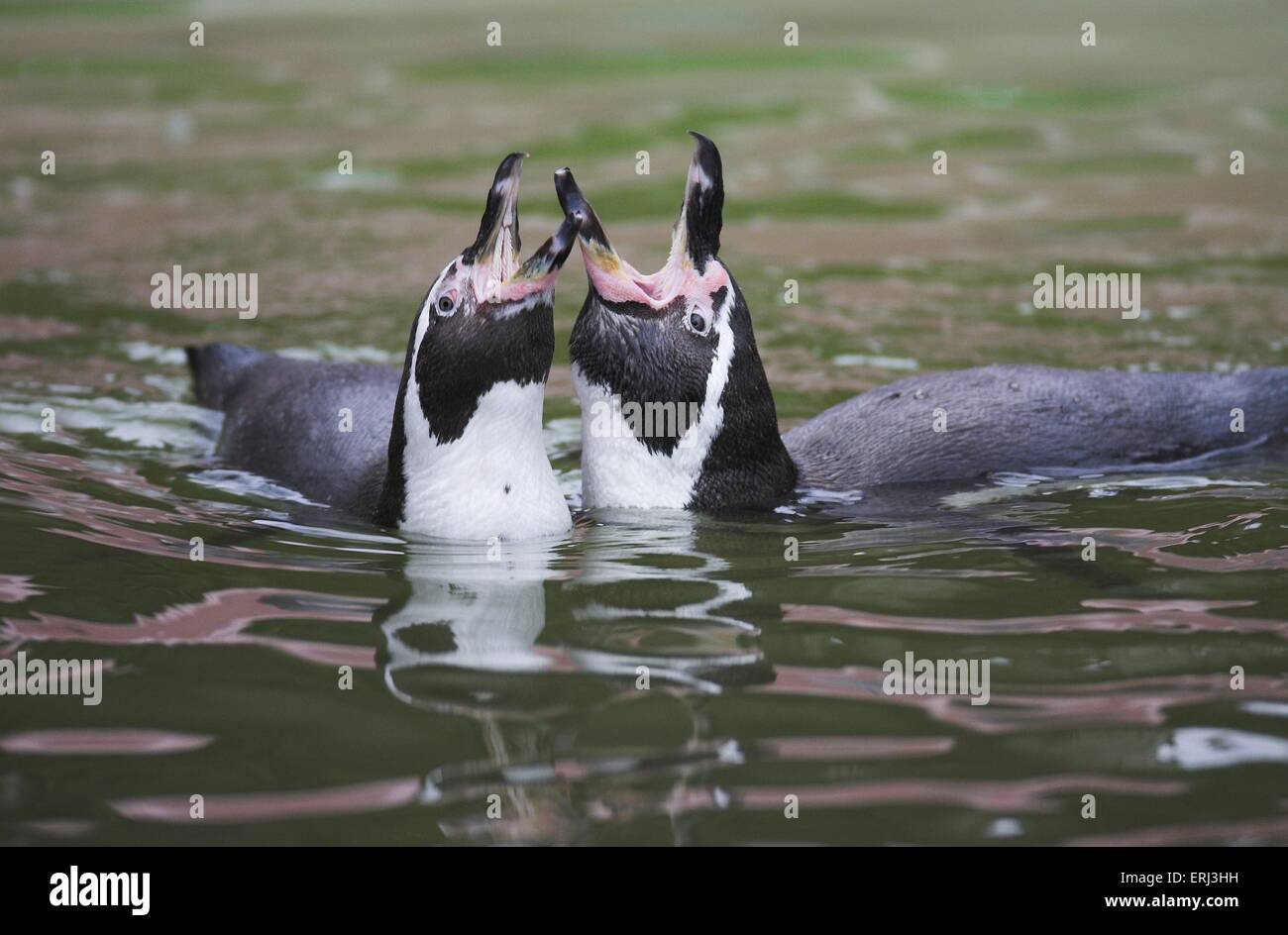penguins perform the courtship display Stock Photo