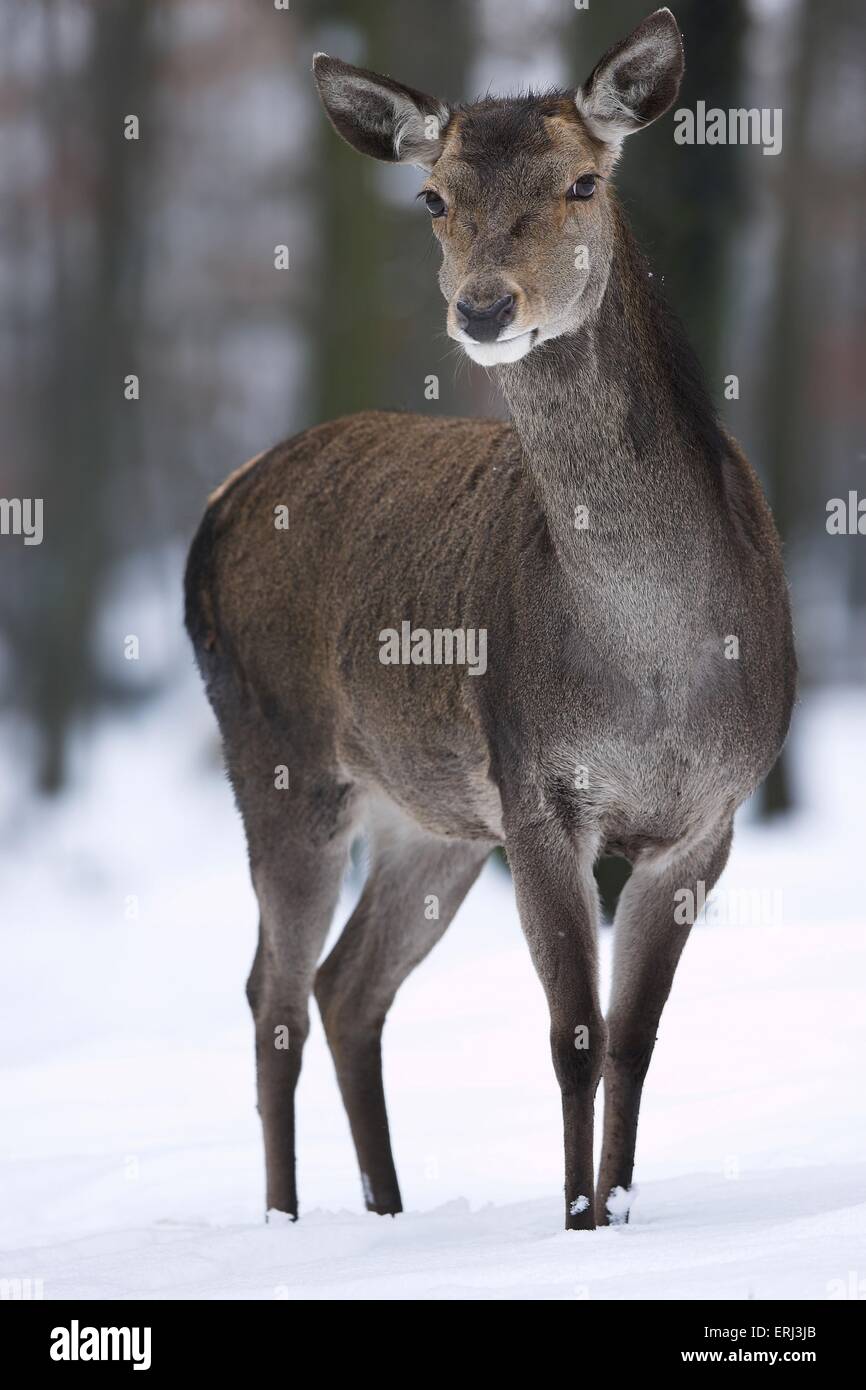 roe deer in snow Stock Photo - Alamy