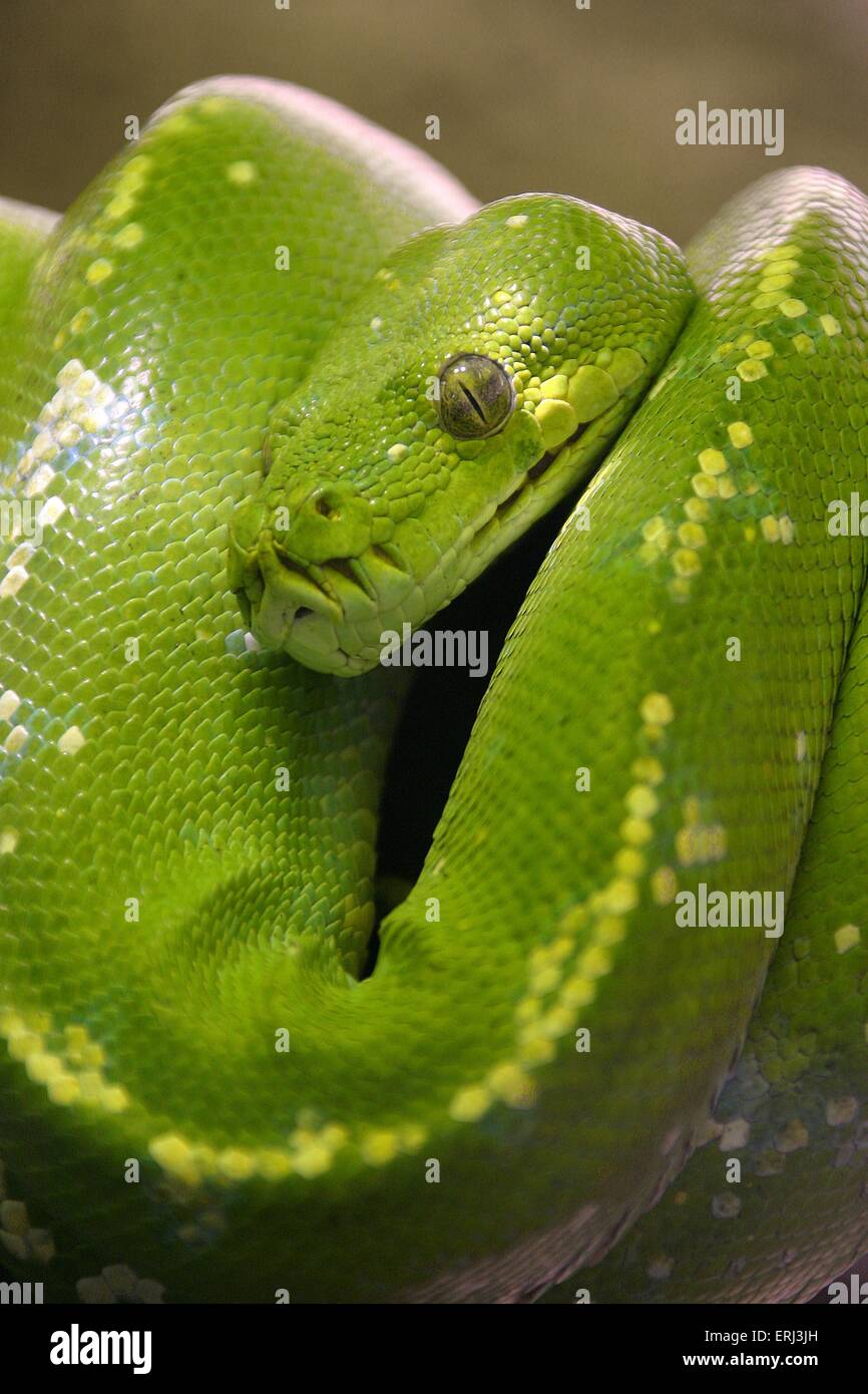 snake Stock Photo